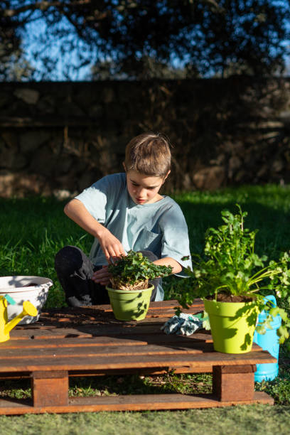 istock Boy repotting plants in garden using recycled pallet as table 2200548939