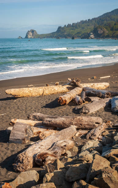 istock The Pacific Coast at Redwood National Park 2200549592