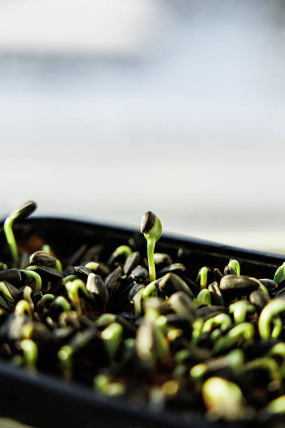 Close up image of fresh young sunflower sprouts.
