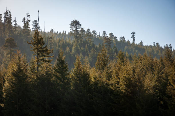 istock Forest Overlook at Redwood National Park 2200549736
