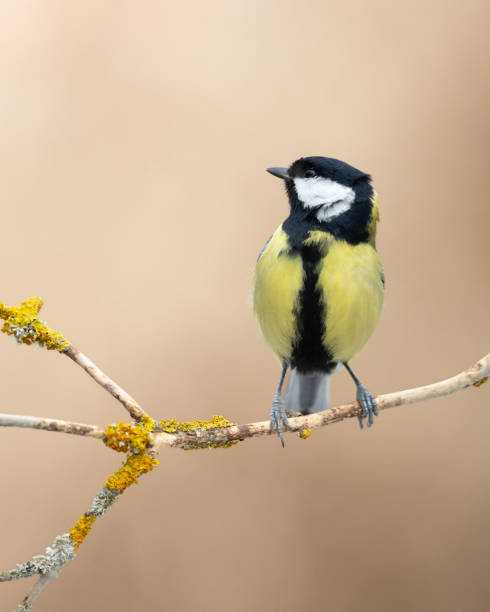istock Colorful great tit ( Parus major ) perched on a hawthorn tree, photographed in horizontal, winter time, blurred background 2200550894