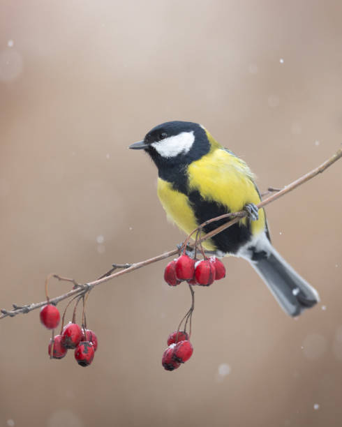 istock Colorful great tit ( Parus major ) perched on a hawthorn tree, photographed in horizontal, winter time, blurred background 2200550971