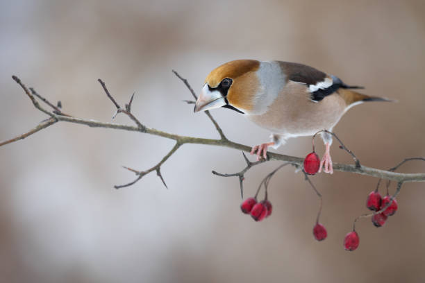 istock Bird - Hawfinch Coccothraustes coccothraustes sitting on a hawthorn branch forest winter time, wildlife Poland Europe 2200551020