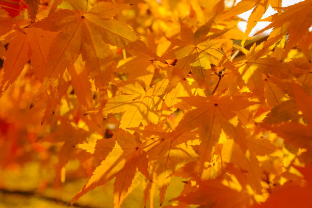 A lot of japanese maple leaves fell.