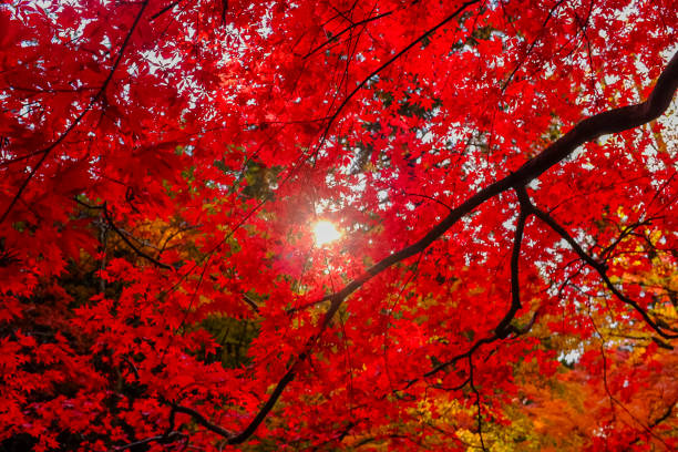 The red maple leaves of autumn.