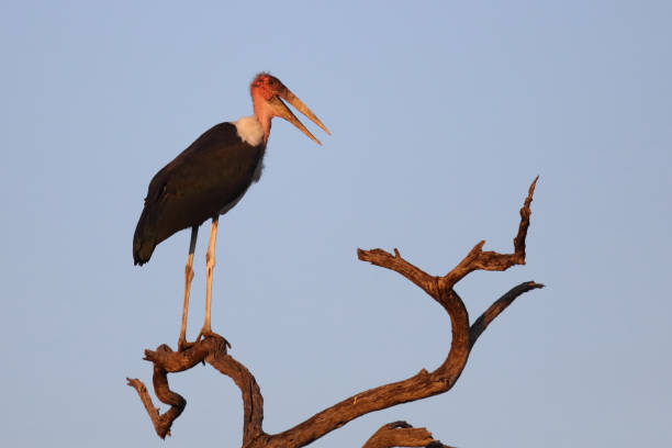 istock Marabu / Marabou stork / Leptoptilos crumeniferus 2200551767