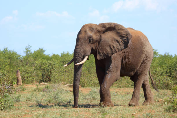 istock Afrikanischer Elefant / African elephant / Loxodonta africana 2200552232