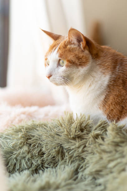 istock Cute cat looking out the window 2200552440