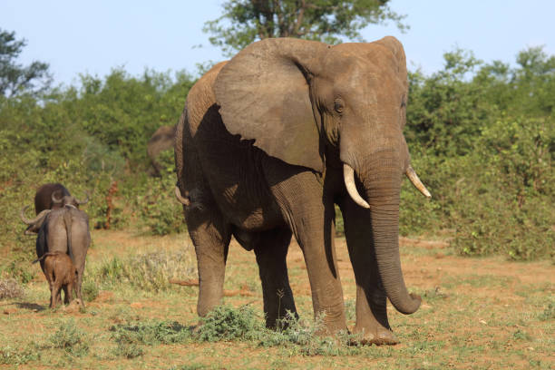 istock Afrikanischer Elefant / African elephant / Loxodonta africana 2200552607