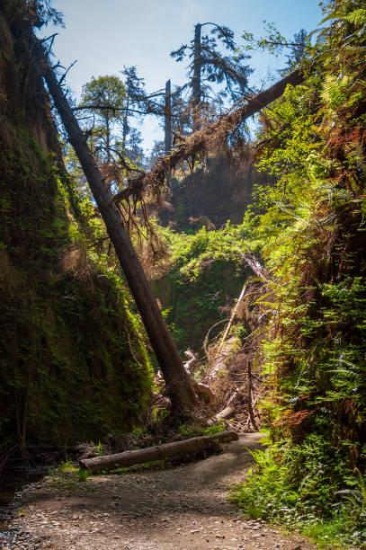 Hiker stands atop a massive fallen tree trunk, admiring the towering trees and lush greenery of cathedral grove forest on vancouver island, british columbia, canada, on a sunny summer day