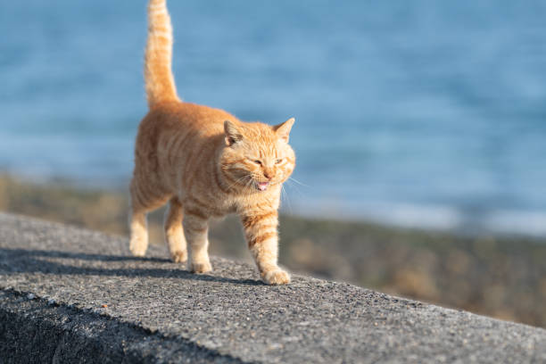 istock Cute cat walking on the embankment 2200553378