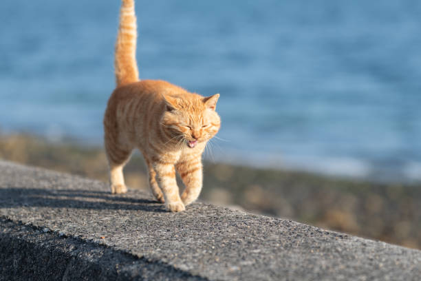 istock Cute cat walking on the embankment 2200553422