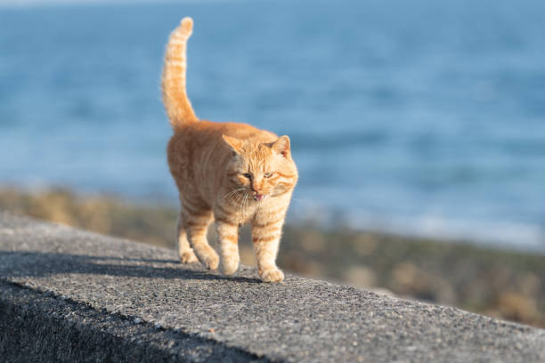 istock Cute cat walking on the embankment 2200553438