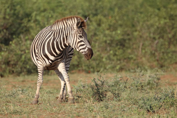 istock Steppenzebra / Burchell's zebra / Equus quagga burchellii 2200553768