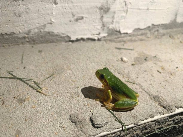 frog, green, animal, nature, tree, tree frog, toad, small, macro