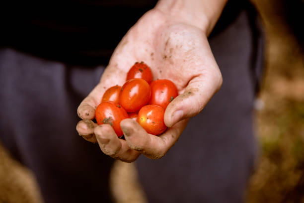 Freshly harvested cherry tomatoes in man hands