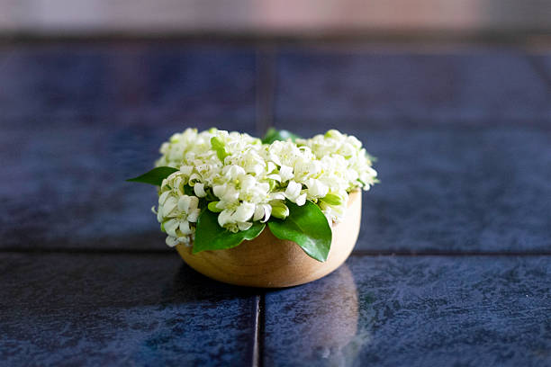 istock Murraya paniculata is cultivated as an ornamental tree 2200557614