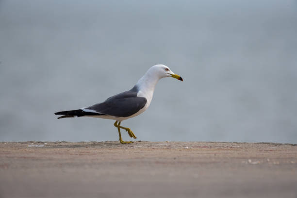 istock a seagull walking on a flat concrete floor. 2200557778