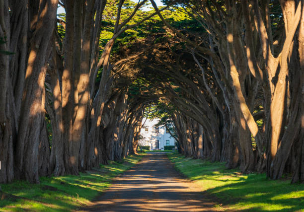 istock Tree Lined Road at Point Reyes National Seashore 2200558843