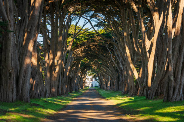 istock Tree Lined Road at Point Reyes National Seashore 2200558873