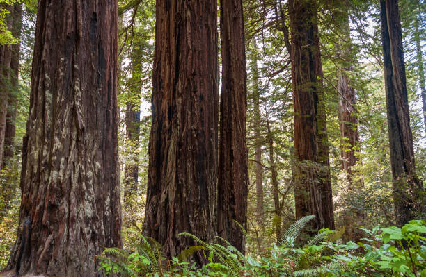 istock Towering Redwoods at Redwood National Park 2200559277