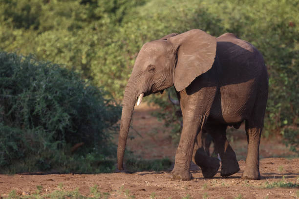 istock Afrikanischer Elefant / African elephant / Loxodonta africana 2200559640