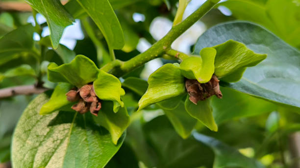 istock blooming Diospyros kaki, persimmon tree, in spring 2200559736