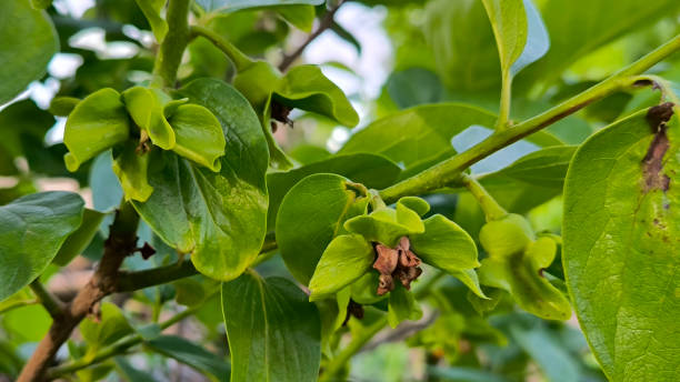 istock blooming Diospyros kaki, persimmon tree, in spring 2200559747