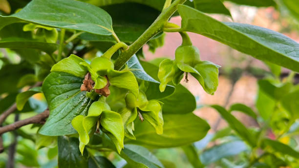 istock blooming Diospyros kaki, persimmon tree, in spring 2200559749