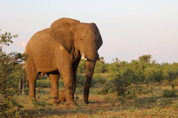 istock Afrikanischer Elefant / African elephant / Loxodonta africana 2200559918