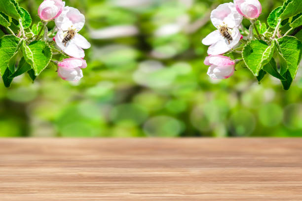 istock Empty wooden table,blurred bokeh abstract bumblebee picking nectar white pink flower garden nature background. tree branches.mockup template design concept 2200561310