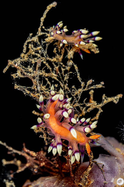 istock Nudibranches Coryphellina exoptata (ex. Flabellina exoptata), Lembeh Strait, Indonesia 2200561505