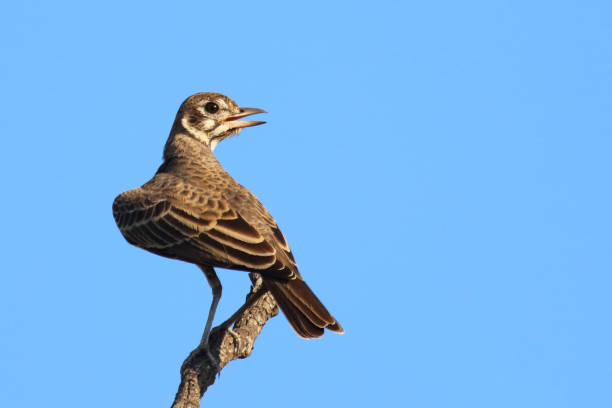 istock Drossellerche / Dusky lark / Pinarocorys nigricans 2200561510