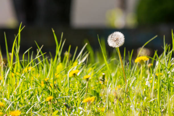 dandelions among the grass in spring. backyard weed. white fluffy plants on a green lawn. closeup nature background on a sunny day