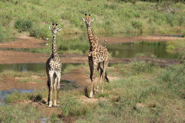 Giraffen im Tsendze River / Giraffes in Tsendze River / Giraffa camelopardalis