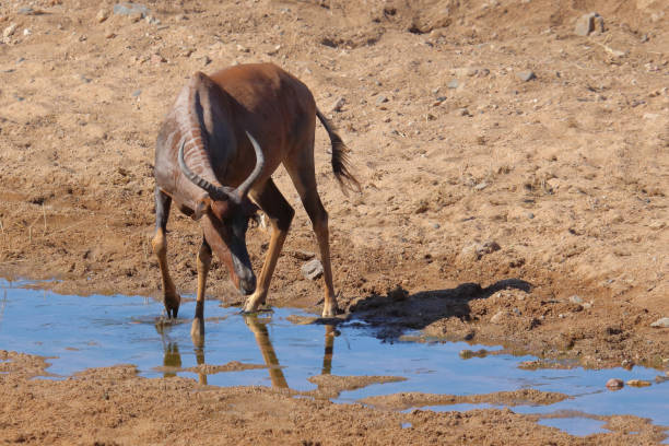 istock Leierantilope oder Halbmondantilope / Common tsessebe / Damaliscus lunatus 2200563359