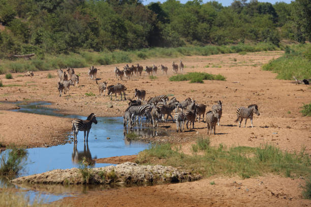 istock Steppenzebra im Tsendze River/ Burchell's zebra in Tsendze River / Equus quagga burchellii 2200563919