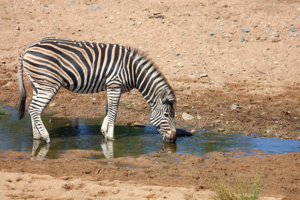 Steppenzebra / Burchell's zebra / Equus quagga burchellii