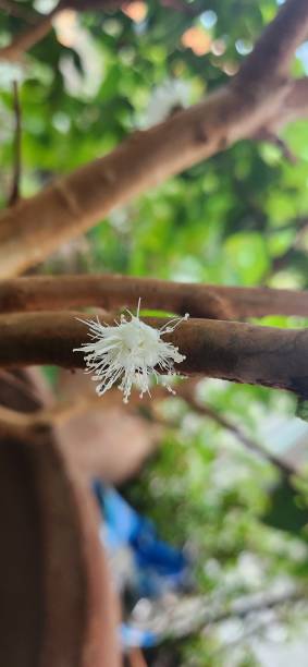 istock The jabuticaba flower (Myrciaria cauliflora) is small, white, and delicate, blooming directly on the tree's trunk and branches, a phenomenon known as cauliflory. Its star-like shape and numerous thin petals give it a striking ornamental appearance. 2200564218