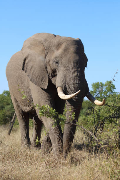 istock Afrikanischer Elefant / African elephant / Loxodonta africana 2200565014