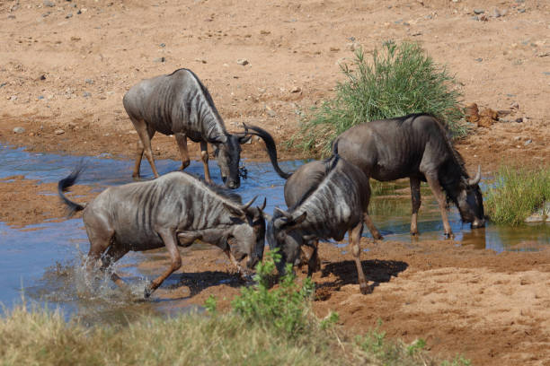 istock Streifengnu / Blue wildebeest / Connochaetes taurinus 2200565079