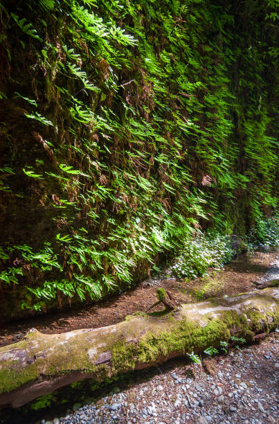 istock Fern Canyon at Redwood National Park 2200565359