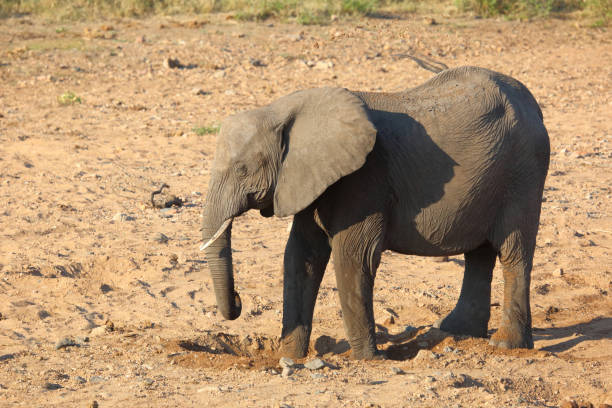 istock Afrikanischer Elefant / African elephant / Loxodonta africana 2200565513