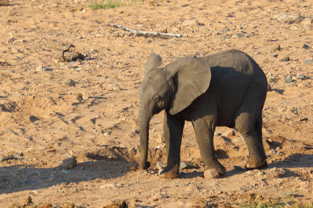 istock Afrikanischer Elefant / African elephant / Loxodonta africana 2200565759