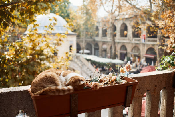 Lazy cat sleeping in a flower pot at the Koza Han Silk Bazaar