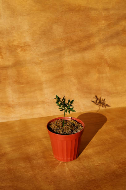 Small green plant in a pot