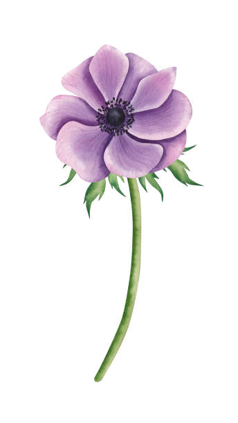 istock Anemone, flower isolated on white background. Watercolor hand drawn botanical illustration 2200567990