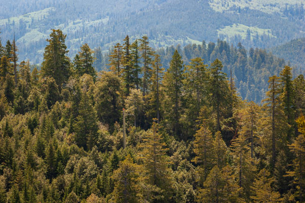 istock Forest Overlook at Redwood National Park 2200568240