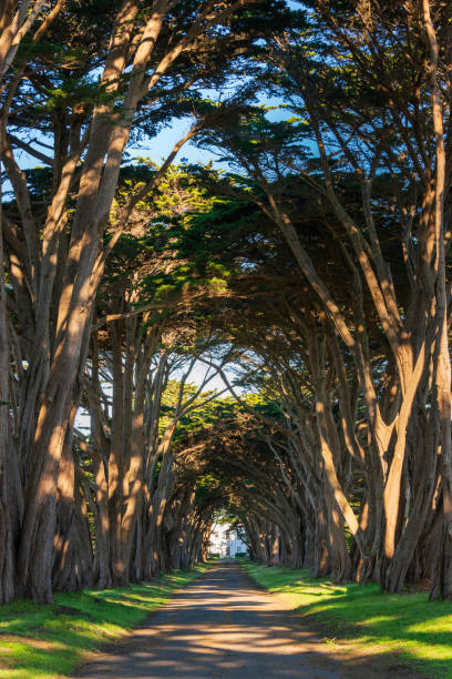 istock Tree Lined Road at Point Reyes National Seashore 2200568851