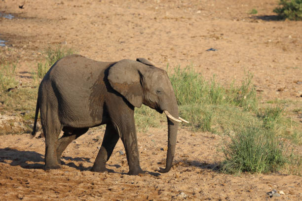 istock Afrikanischer Elefant / African elephant / Loxodonta africana 2200569291